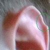 Niesymetryczne uszy - zabieg i cena - 9087
