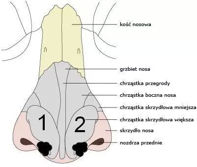 Zmiany w chrząstce nosa - 11075